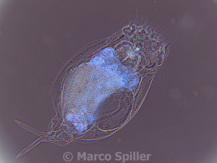 Euchlanis sp